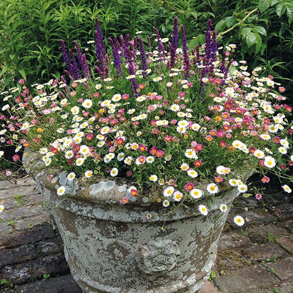 1 Potted 9cm Plant Erigeron Stallone Flower Plants