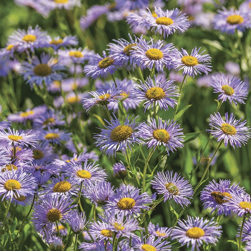 Erigeron Azure Beauty Plants