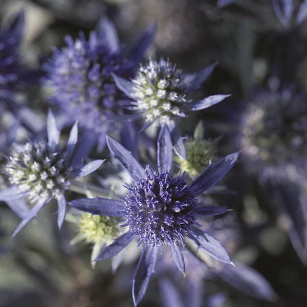Eryngium Blue Hobbit Flower Plants