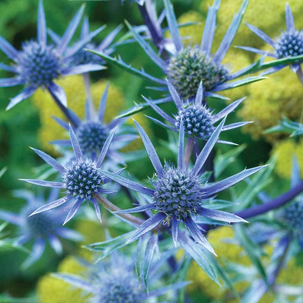 Eryngium Picos Blue Plants