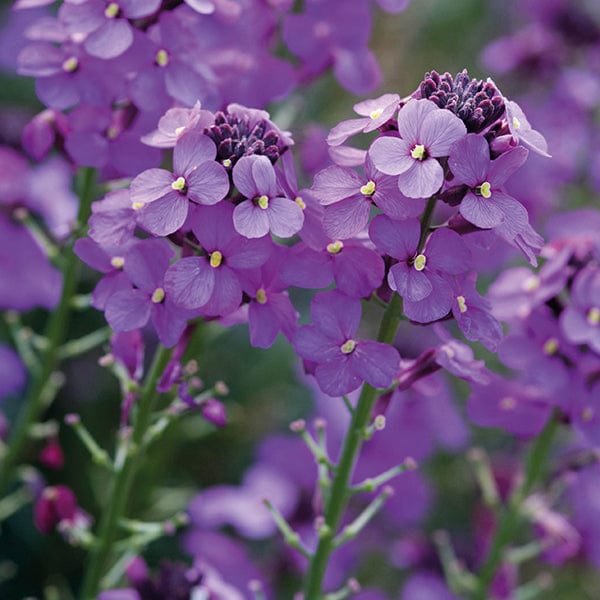 Wallflower (Erysimum) Bowles Mauve Flower Plants