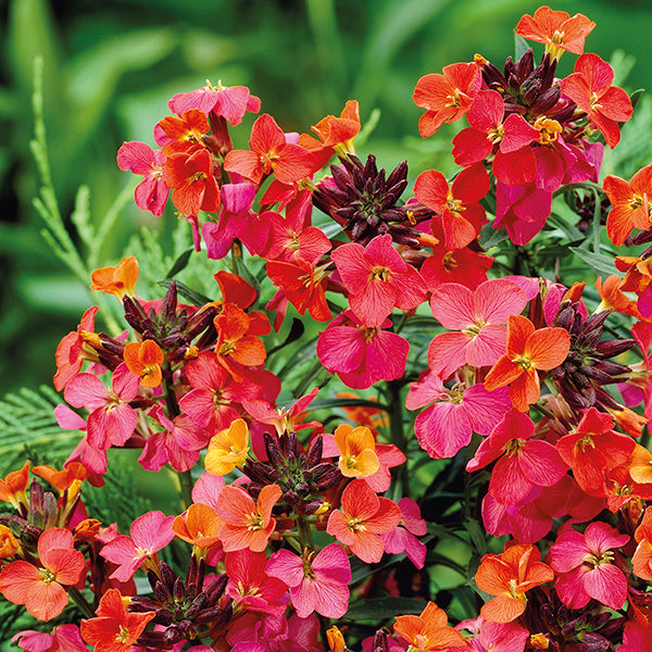 Wallflower (Erysimum) Constant Cheer Flower Plants