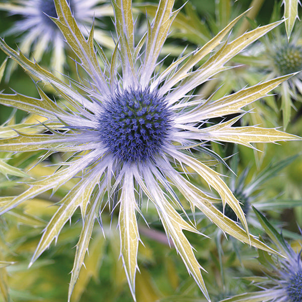 Eryngium Neptune's Gold Plants