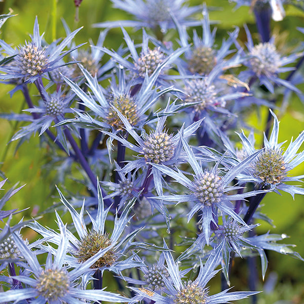 Eryngium Picos Amethyst Plants