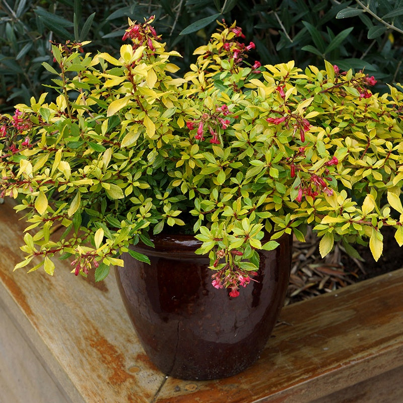 Escallonia Golden Carpet Flower Plants