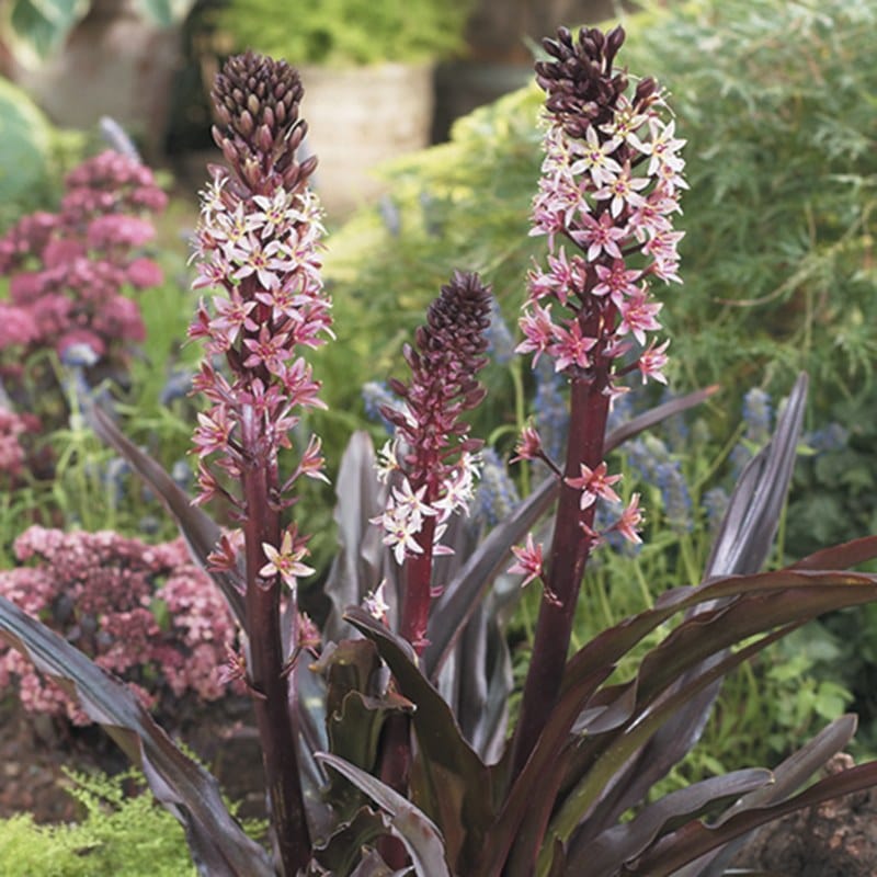 Eucomis Sparkling Burgundy Flower Bulbs