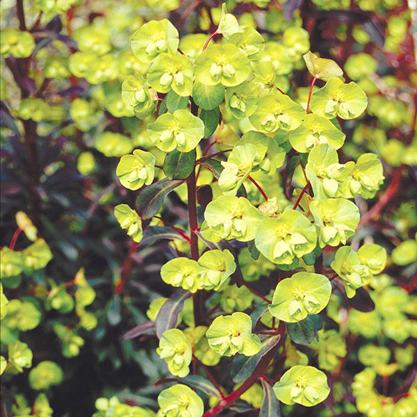 Euphorbia amygdaloides Purpurea Plants