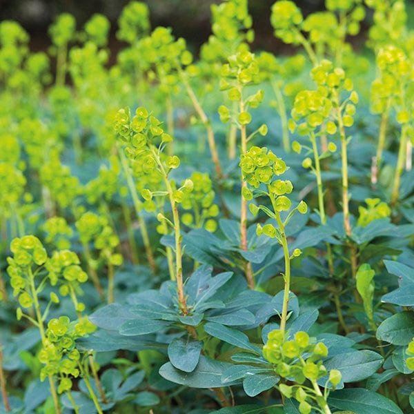 1 potted 9cm plant Euphorbia amygdaloides var. robbiae Plants