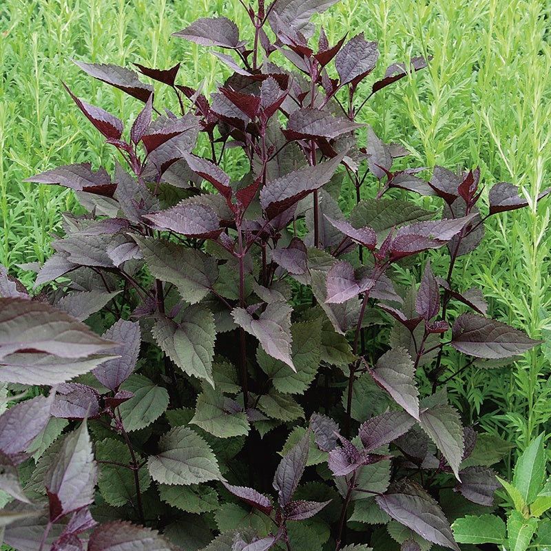 Eupatorium Chocolate Flower Plants