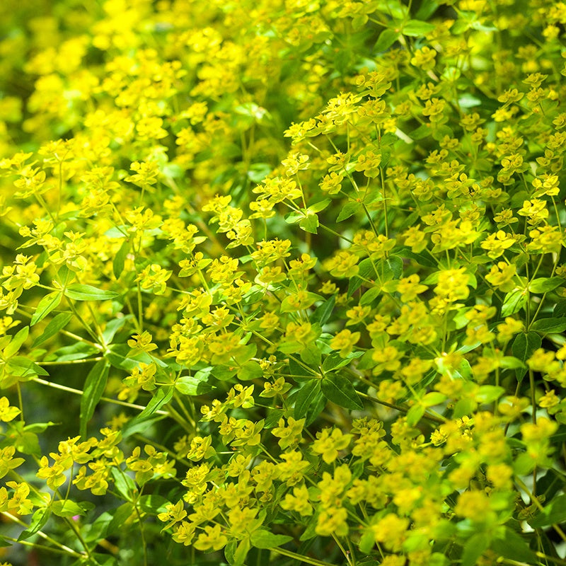 Euphorbia ceratocarpa Flower Plants