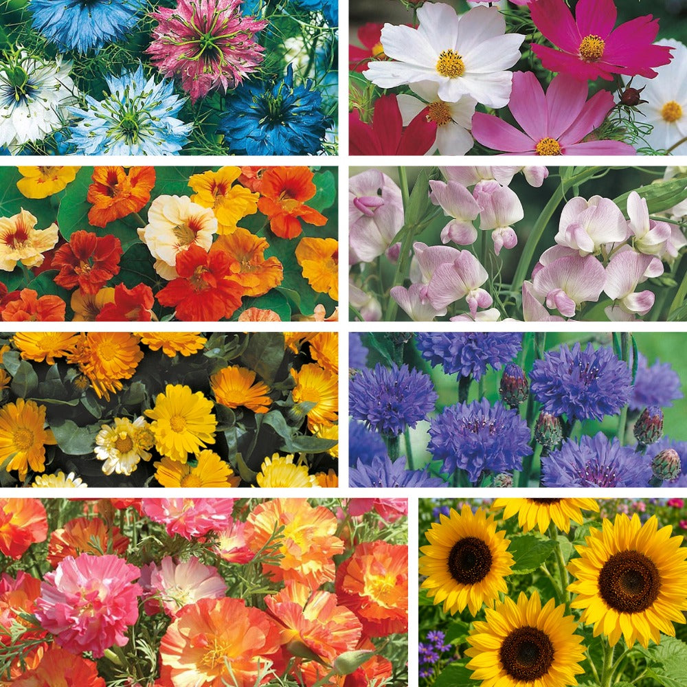Easy Flowers For Beginners