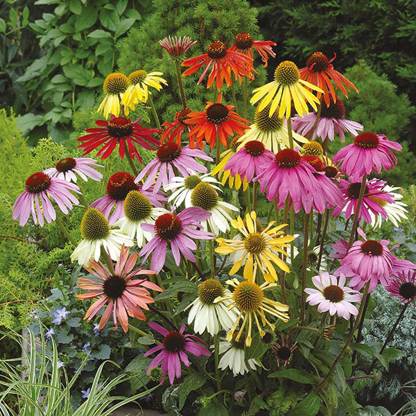 Colourful coneflowers in a garden setting with green foliage.