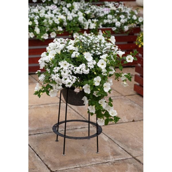 Potted plant with white flowers on a metal stand outdoors