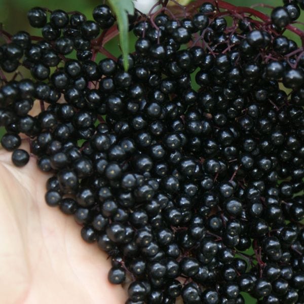 Haidegg Elderberry 2ltr Potted Plant