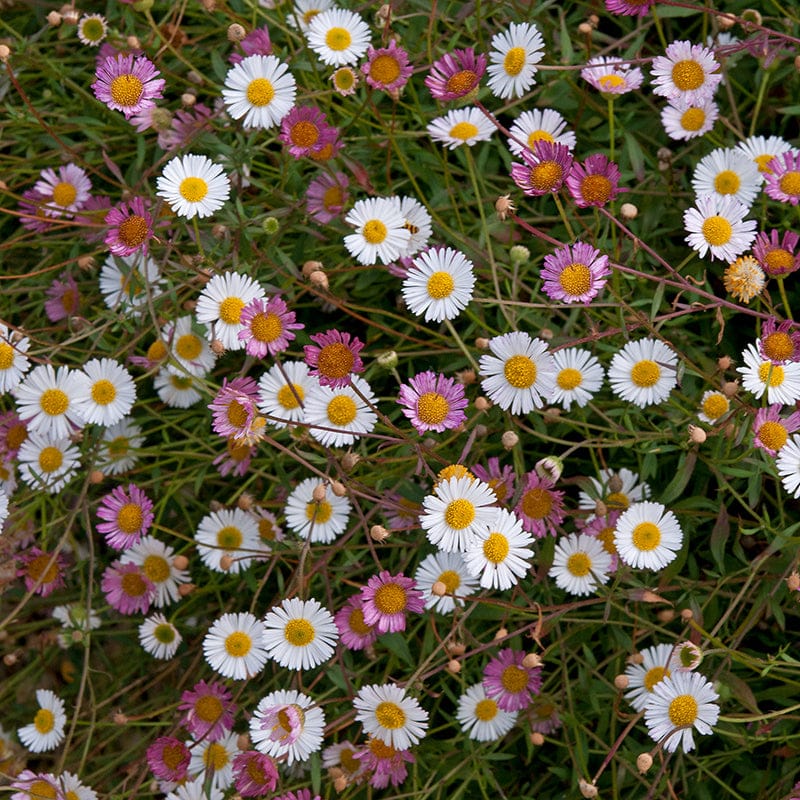 Erigeron Stallone Flower Plants