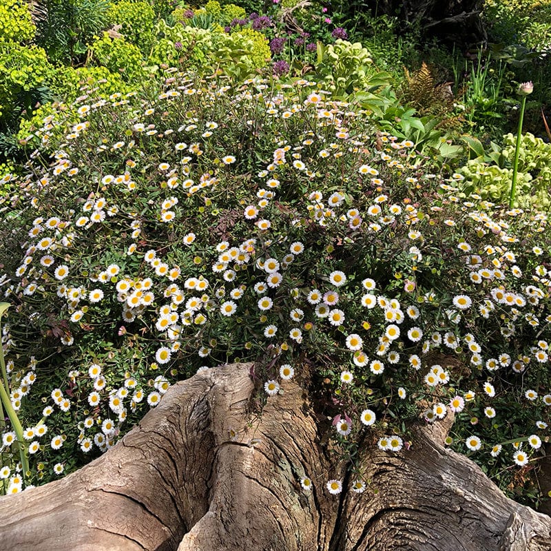 Erigeron Stallone Flower Plants