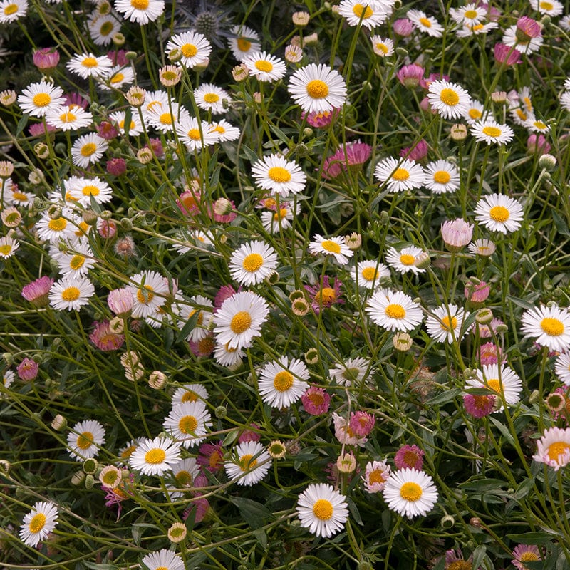 Erigeron Stallone Flower Plants