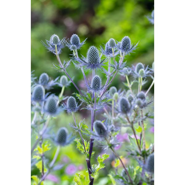 Plant with blue thistle-like flowers against a blurred green background