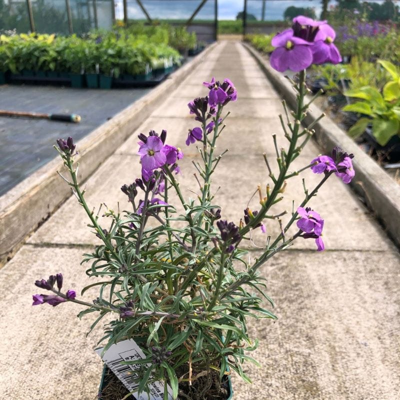 Wallflower (Erysimum) Bowles Mauve Flower Plants