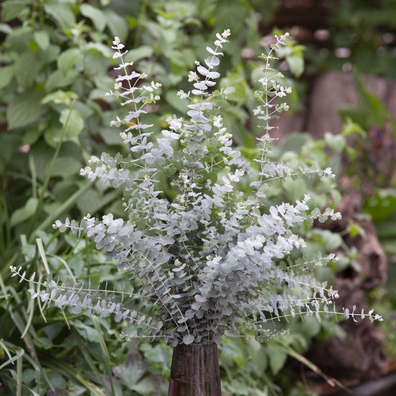 Eucalyptus Bookleaf Mallee Seeds