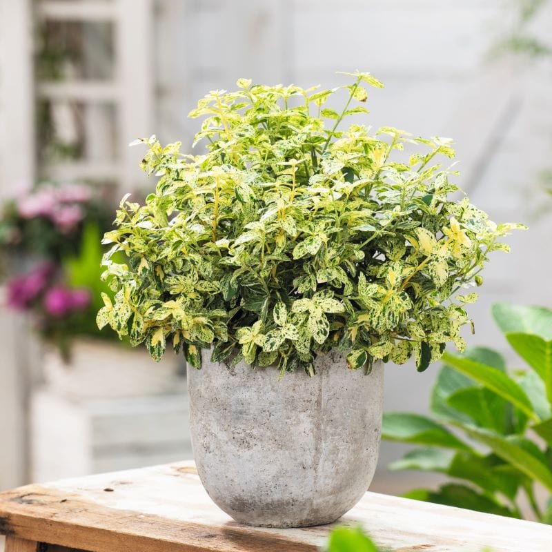 Euonymus fortunei Harlequin Shrub Plants