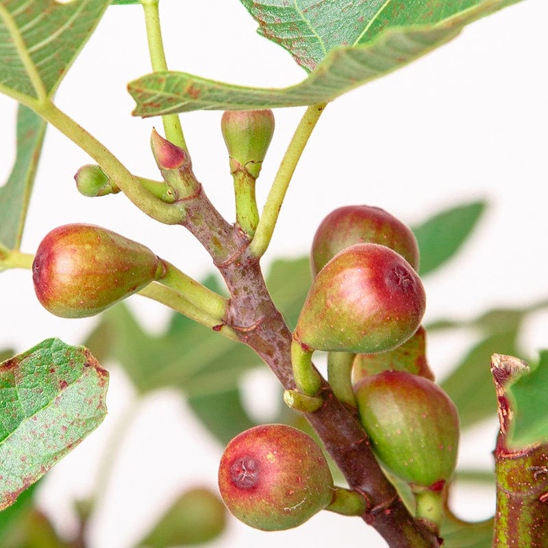 Fig (Ficus) Little Miss Figgy Fruit Plant