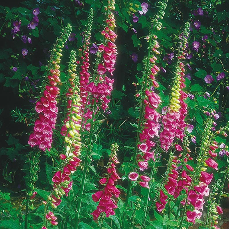 5 Young Plants Foxglove Flower Plants