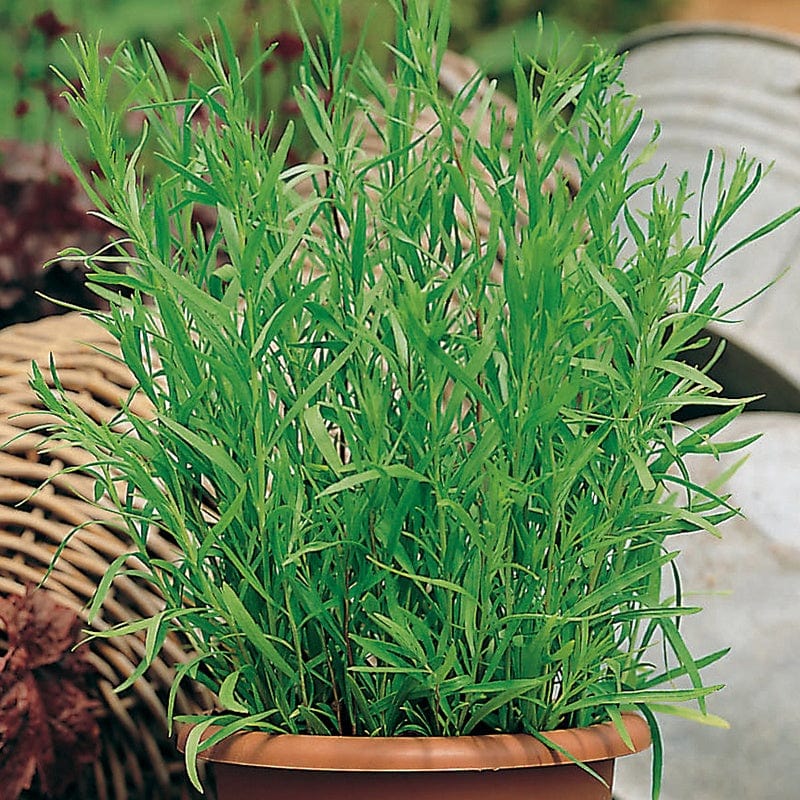 French Tarragon Herb Plants