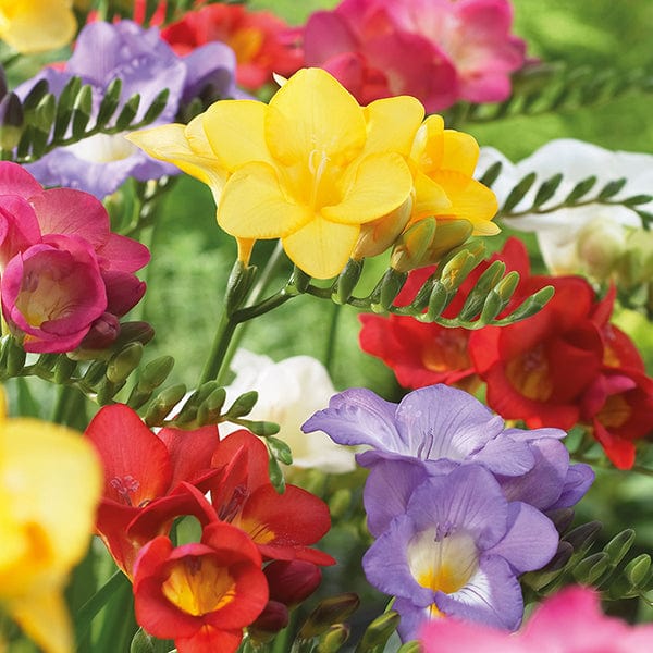 Freesia Single Mixed Flower Bulbs