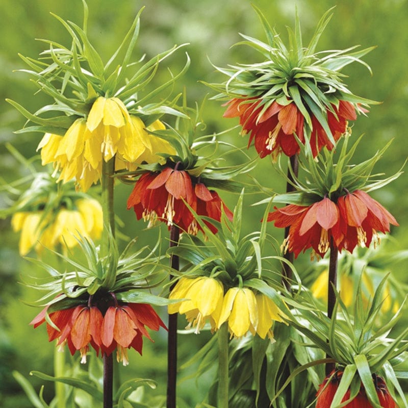 Fritillaria imperialis Flower Bulb Collection