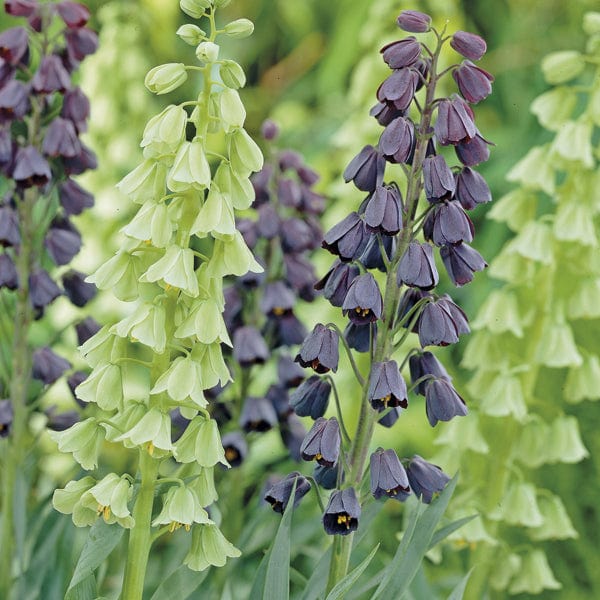 Fritillaria persica Ivory Bells Bulbs