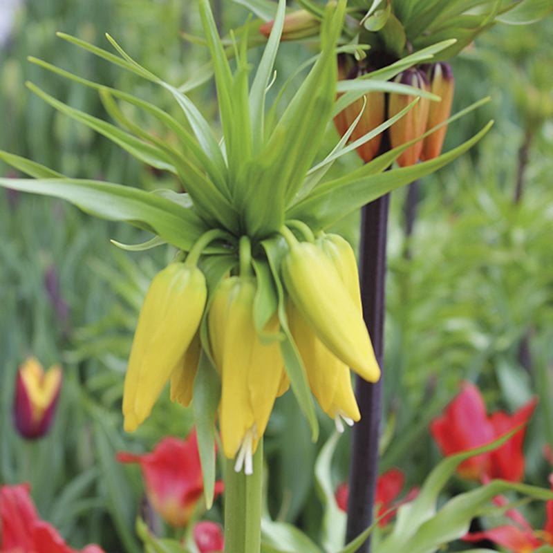 Fritillaria imperialis Flower Bulb Collection