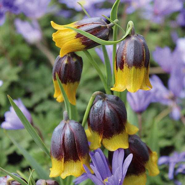 Fritillaria michailovskyi Bulbs