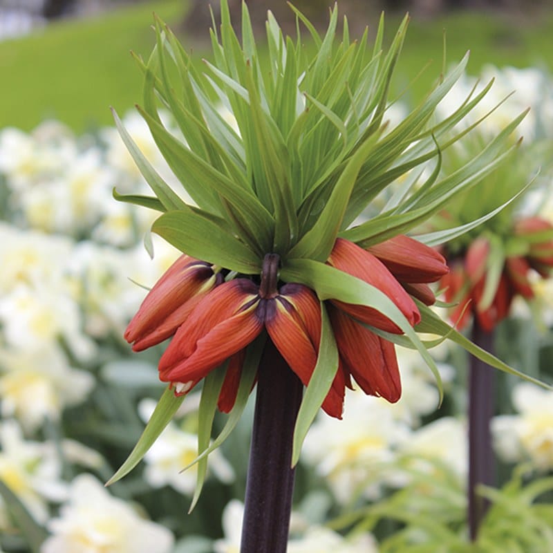 Fritillaria imperialis Flower Bulb Collection