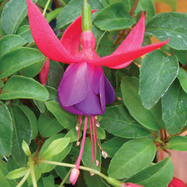 Fuchsia Army Nurse Plants