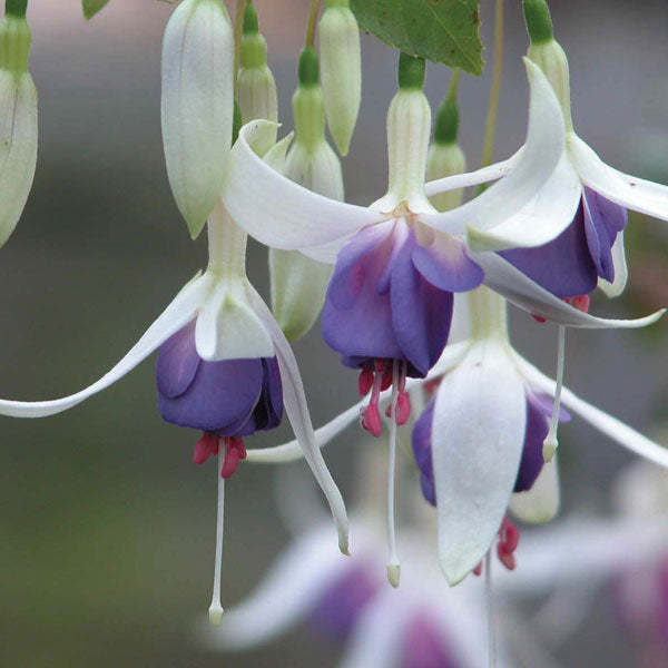 Fuchsia (Hardy) Flower Plant Collection