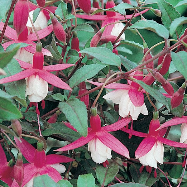 Fuchsia (Hardy) Alice Hoffman Flower Plants