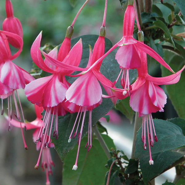 Fuchsia Shrimp Cocktail Plants