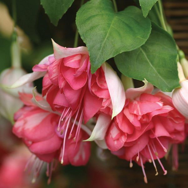 Close-up of pink fuchsia flowers with green leaves.