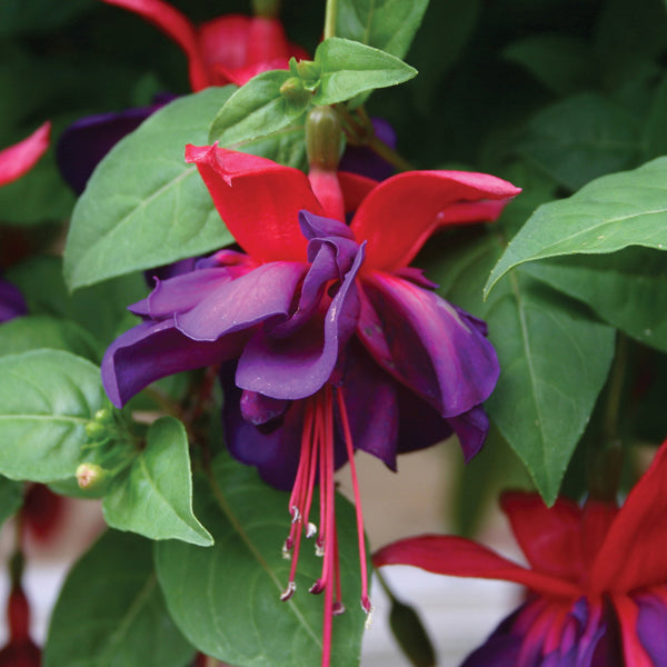 Close-up of a red and purple fuchsia flower with green leaves.