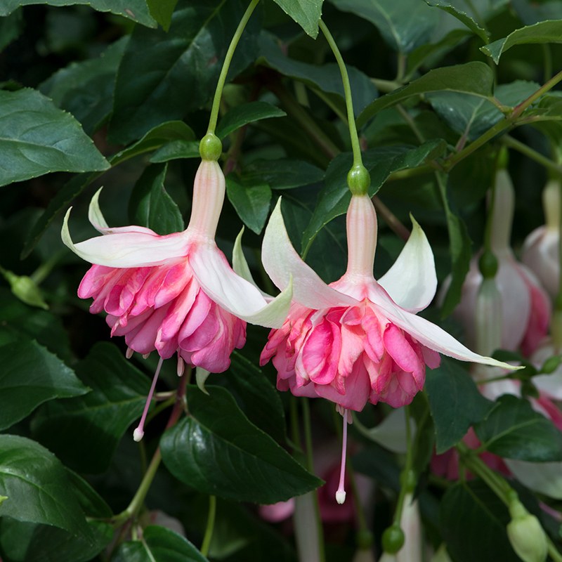 Pink and white fuchsia flowers hanging from green stems with leaves in the background.