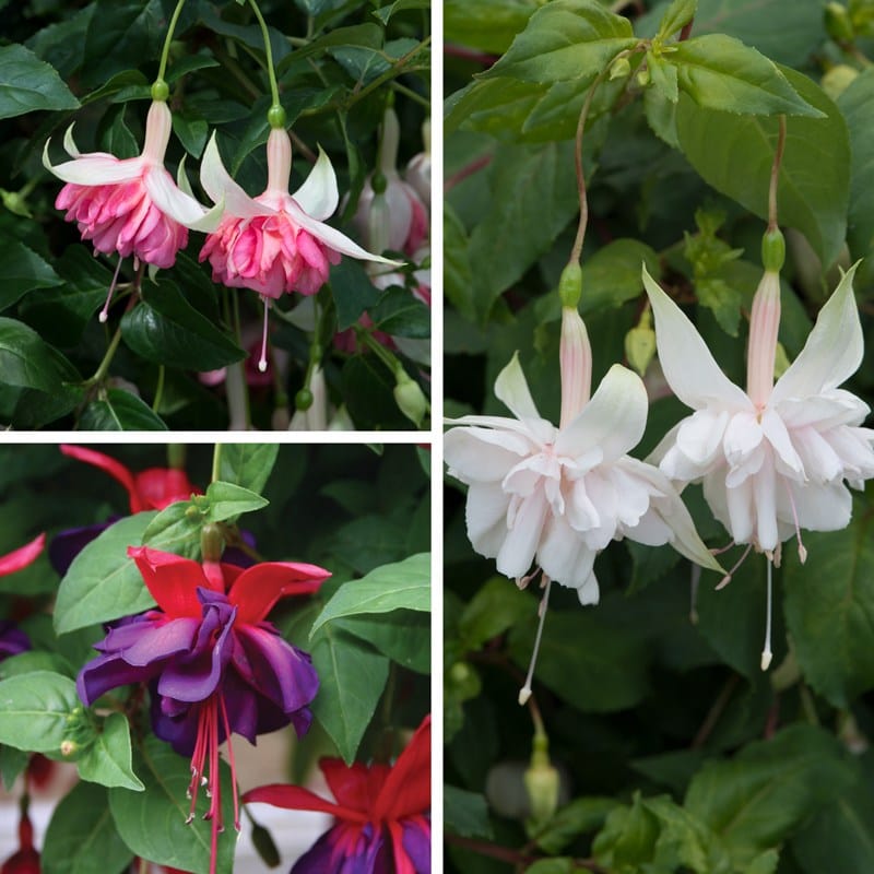 9 x 9cm Plants, 3 Of Each Fuchsia (Giant Trailing) Flower Plant Collection