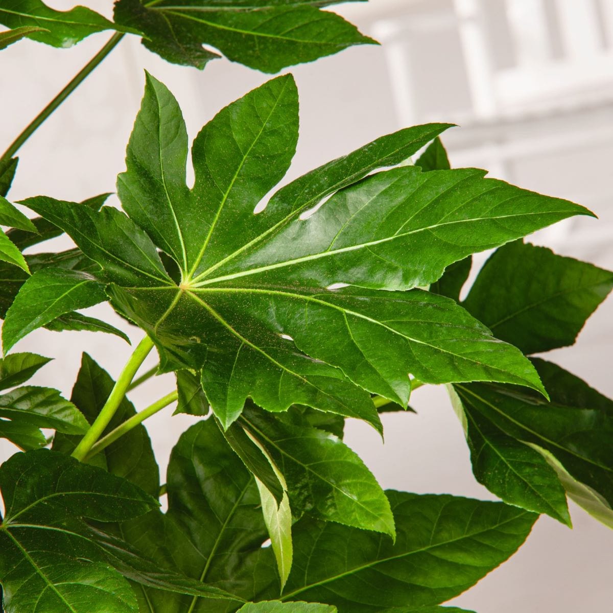 2 x 3 Litre Potted Plants Fatsia japonica