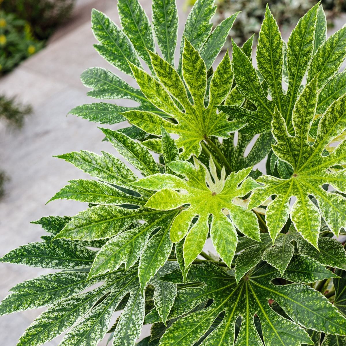 Fatsia japonica Spiders Web