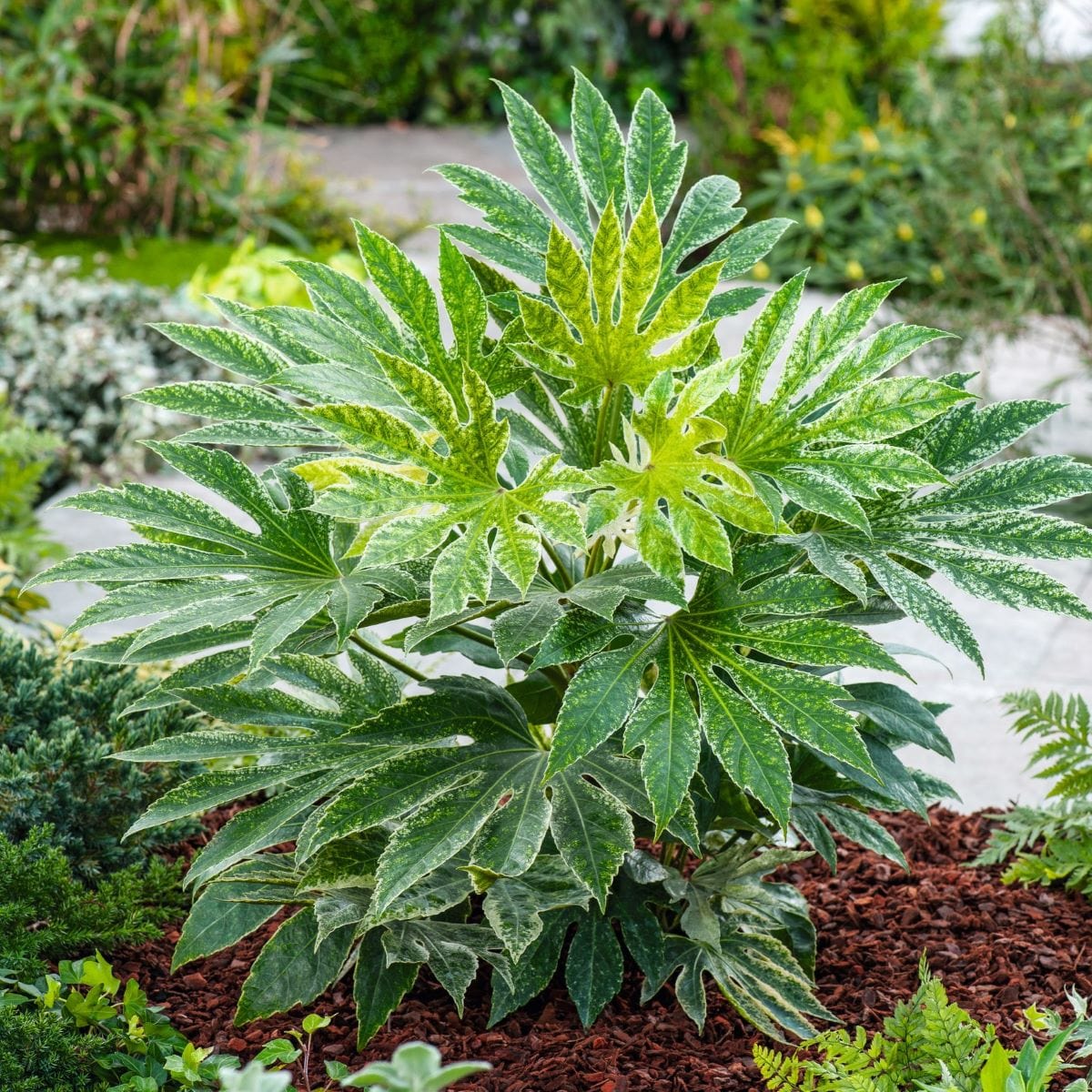 2 x 3 Litre Potted Plants Fatsia japonica Spiders Web