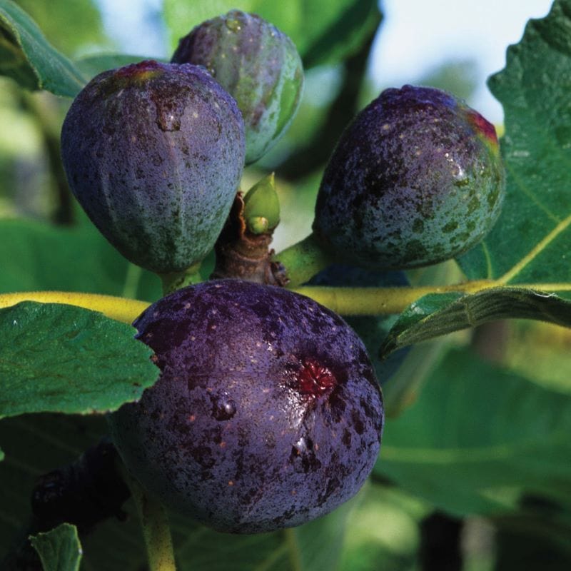 Fig (Ficus) Brown Turkey Plants