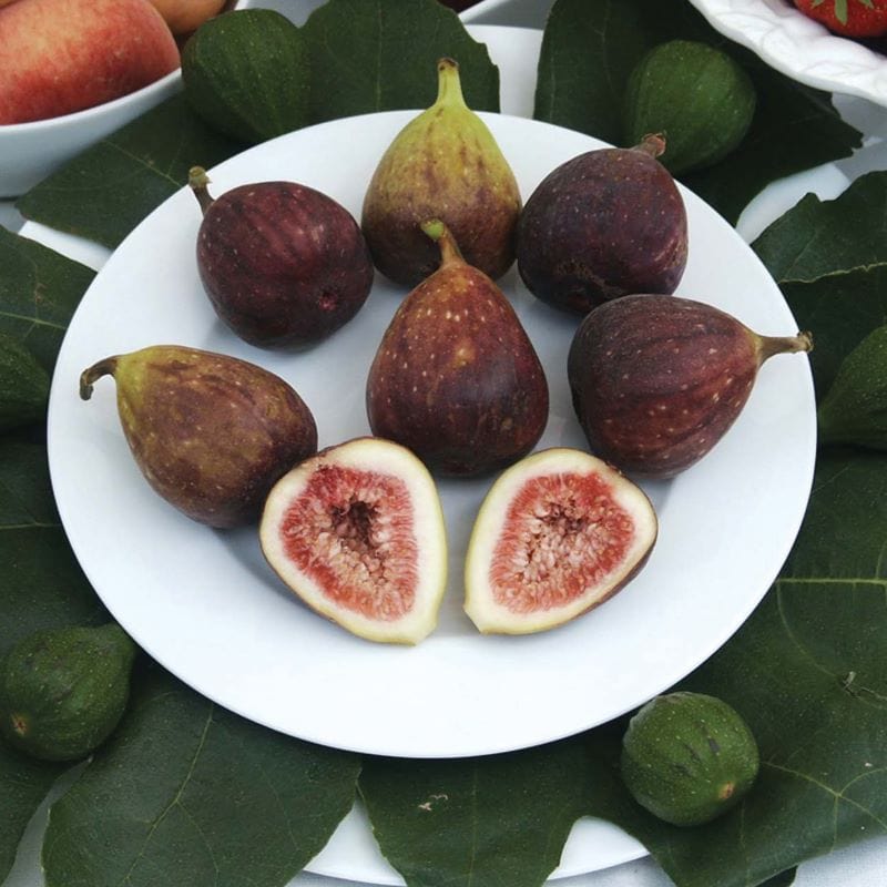 Fig (Ficus) Brown Turkey Plants
