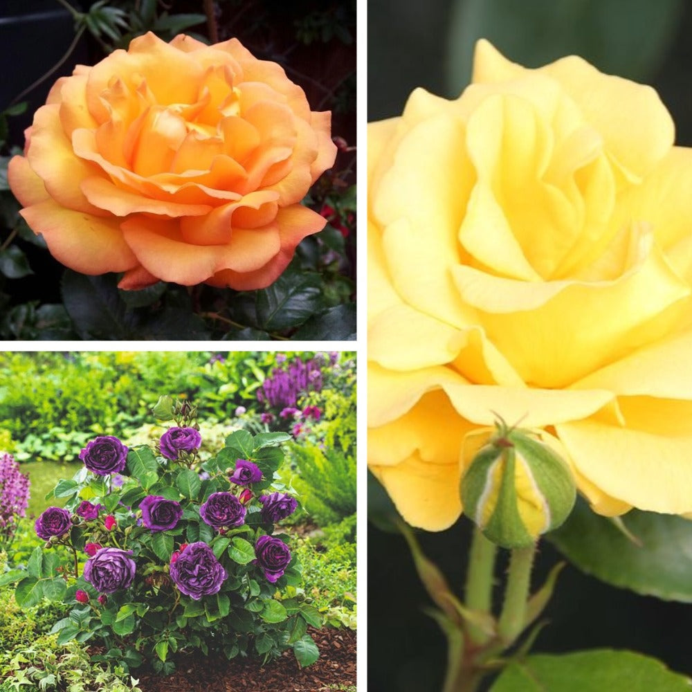 Collage of orange, yellow, and purple roses with greenery.