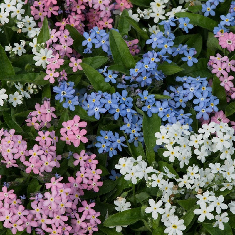 Forget-Me-Not Amie Mix Flower Plants