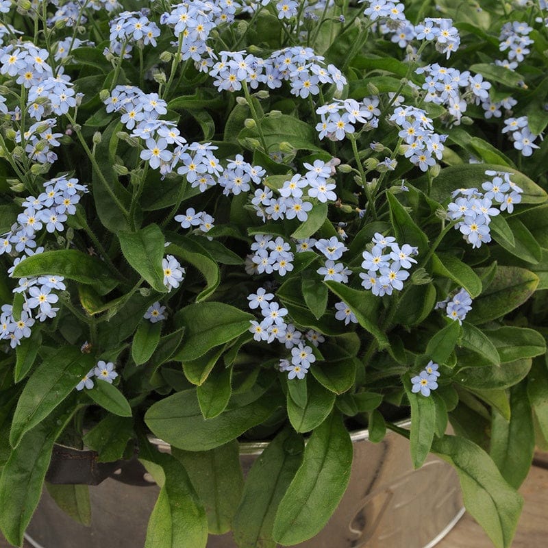 Forget-Me-Not Mon Amie Blue Bedding Flower Plants